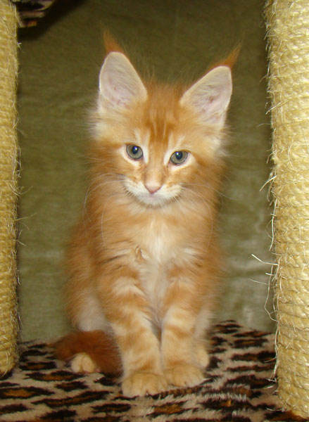     Catsvill County!   !    !       !!!    Catsvill County +7-926-544-74-09     .   ,   ,   ,    ,   ,  ,     ,   -,    ,   !